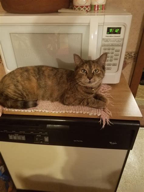 Queen Sheba Guarding Microwave Cat Makeup Halloween Cath Kidston Cat