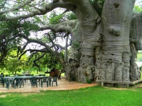 The Massive Baobab Tree Picture Of Sunland Baobab Limpopo Province