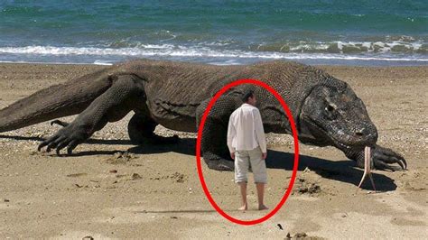 दुनिया की 5 सबसे विशाल छिपकलियां the world s 5 largest lizards youtube