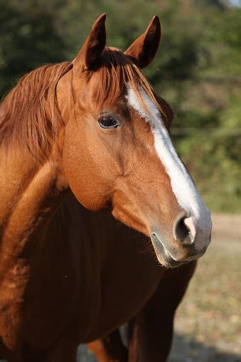 Beautiful Chestnut Quarter Horse In Autumn Stock Photo Download Image