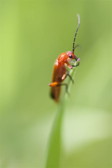 Common Red Soldier Beetle Rhagonycha Fulva Julian Black Flickr