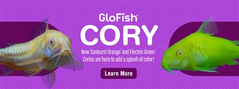 Home Glofish