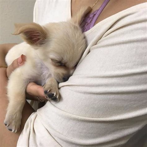 Cutest Pomeranian Dog Boos Best Photos Of 2011 Popsugar Pets