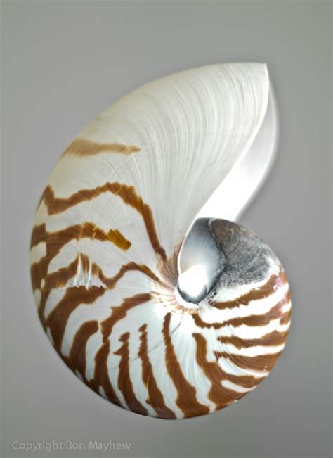 Chambered Nautilus Chambered Nautilus Nautilus Sea Shells