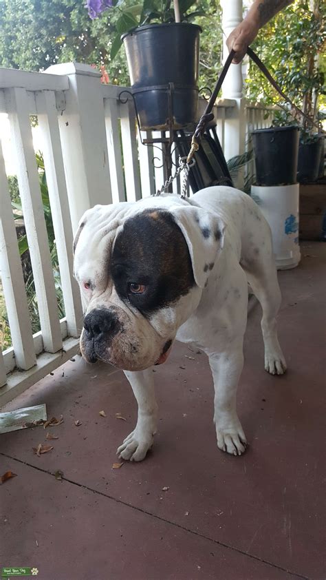 American Bulldog Stud Amazing Must See Stud Dog In California United