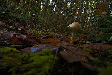2 Straight Mushrooms Photograph By Ian Baird