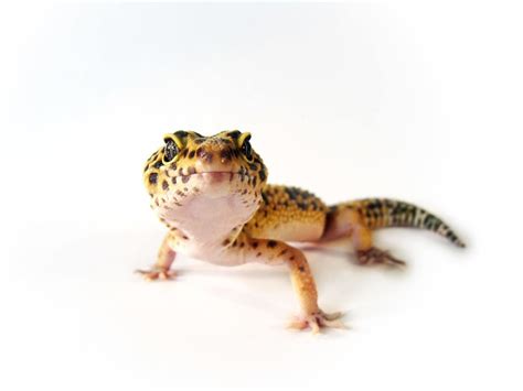 The small, spotted creatures may be shy at first, but after some love and care they'll sweeten up butterflies are one of the few pets you can order from amazon (well, in caterpillar form at least; 5 Best Low-Maintenance Pets for Apartments | Scratchpay