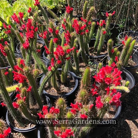 Many succulents look like cacti, but are not. Borzicactus samaipatensis s a long, narrow columnar cactus ...