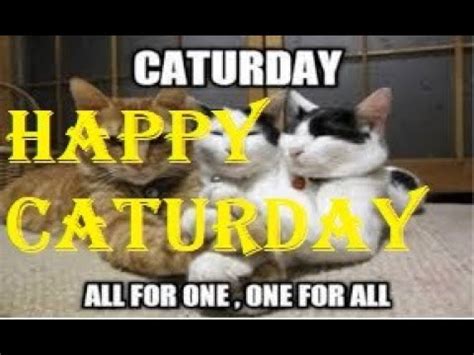 We did not find results for: Happy Caturday Meme - I Can Has Cheezburger Caturday Funny ...