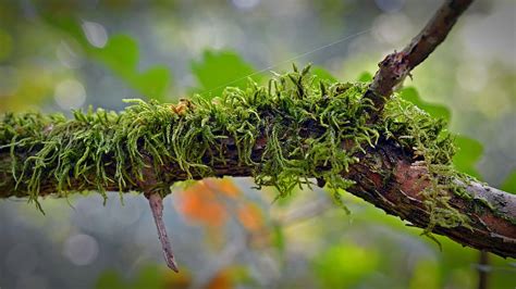 Hd Wallpaper Close Up Photo Of Green Moss In Tree Branch Nature