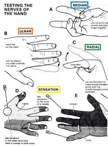 Testing Nerves Of The Hand Pediatric Ot Pediatric Therapy