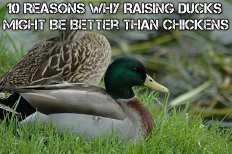 10 Reasons Why Raising Ducks Might Be Better Than Chickens Shtf