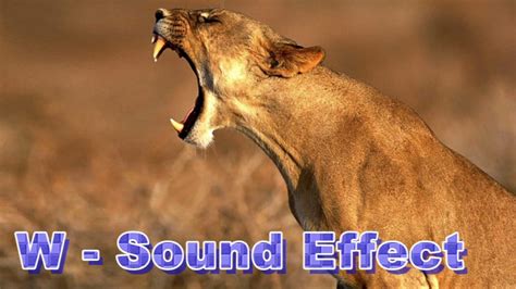 Animals Puma Sound Effects Youtube