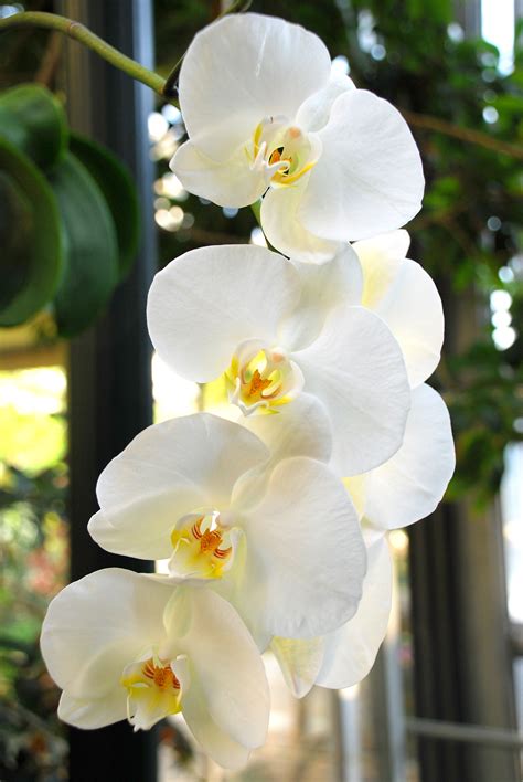 Filewhite Orchids Wikimedia Commons