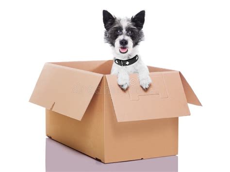 Moving Box Dog Stock Image Image Of Delivery Business 34672043