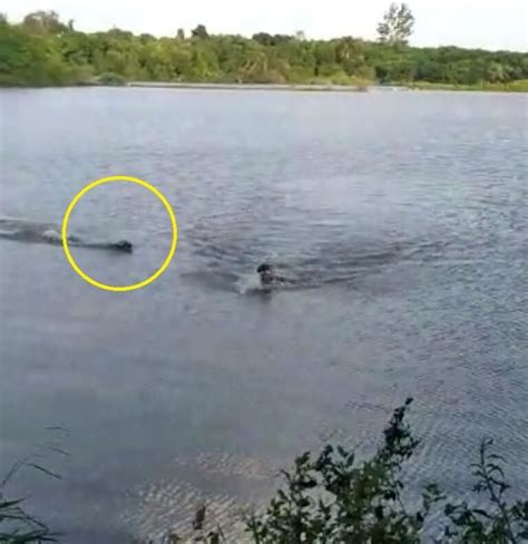 Vídeo Impressionante Homem é atacado por jacaré em lago Portal Uno