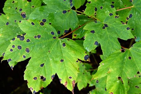 Red Spots On Maple Tree Leaves