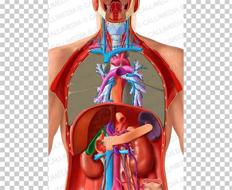 Abdomen Organ Thorax Human Body Human Anatomy Png Clipart Abdomen Anatomy Artery Blood