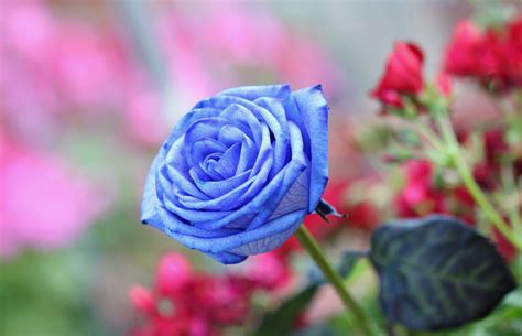 Flower Rose Light Blue Rose Wallpaper Hd