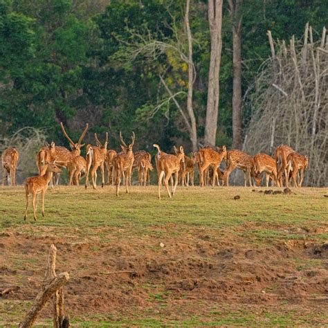 5 Popular Wildlife Sanctuaries In South India Scoutmytrip Blog