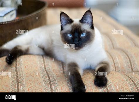 Siamese Seal Point Cat Hi Res Stock Photography And Images Alamy