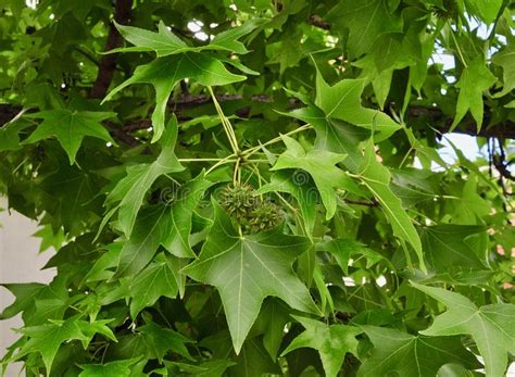 You painfully find them with your feet. Leaves And Fruit Of Sweetgum Tree Stock Photo - Image of ...