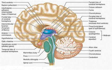 Draw Neat Diagram Of Human Brain And Label Medula And Cerebellum Write