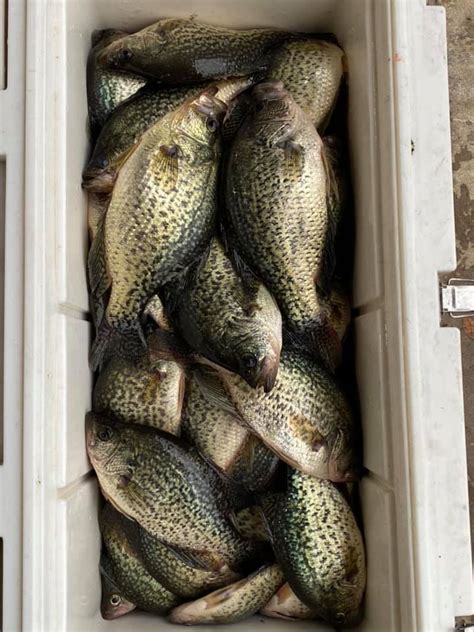 Crappie Addiction Guide Service Visitsi