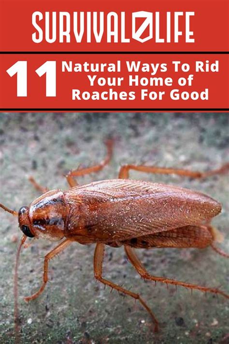What an aha moment i had, discovering the same borax i use for washing clothes could also be. Ways To Rid Your Home Of Roaches For Good | Roaches ...