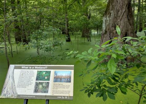 Enjoy A Stroll In An Old Growth Forest Along This Trail In Mississippi