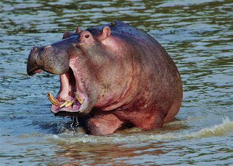 Hippo Entering The Water Hippopotamus Amphibius