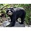 Spectacled Bear  Habitat Loss And Hunting Have Contributed To Rapid