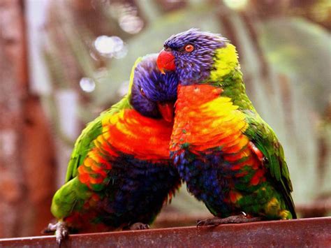 25 Beautiful Love Birds Pictures Incredible Snaps