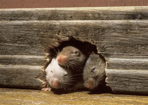 12 Common Questions And Answers About Mice In The House