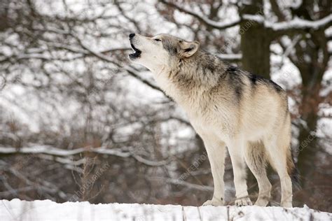 Gray Wolf Howling Stock Image C0154996 Science