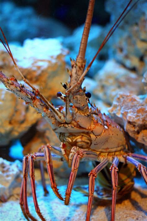 Silly Crustacean Crustaceans Animals Fish