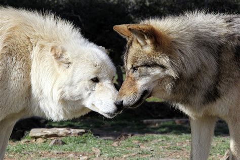 Wolf Kiss Photograph By Michael Peak Pixels