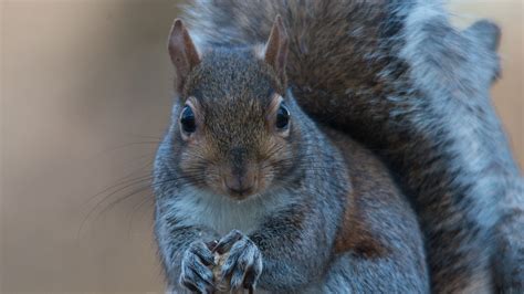 Squirrel Nuts Food 4k Hd Wallpaper