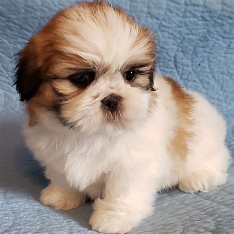 Dog, shih tzu sitting on the floor, panting, 7 month isolated on white. Shih Tzu Puppies For Sale | Newport, MI #297450 | Petzlover