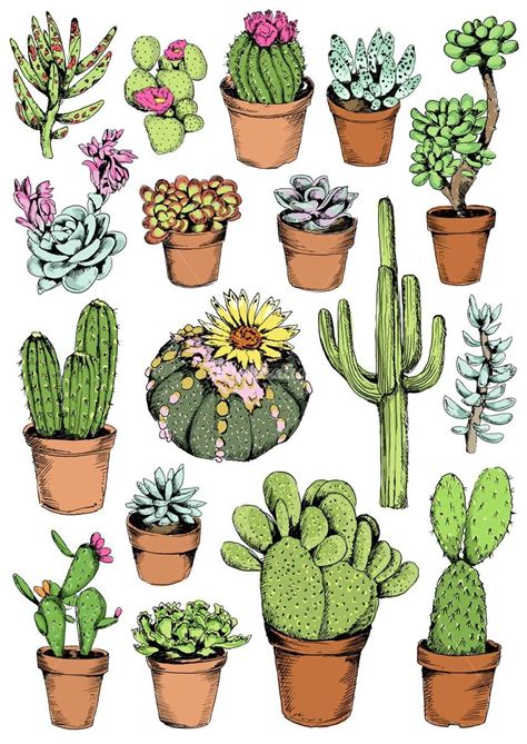 Cactus Illustration By May Van Millingen Cactus Illustration