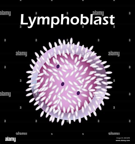 La Structure Du Lymphocyte Lymphocytes Cellules Sanguines Immunité