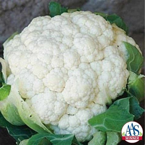 Cauliflower Snow Crown All America Selections