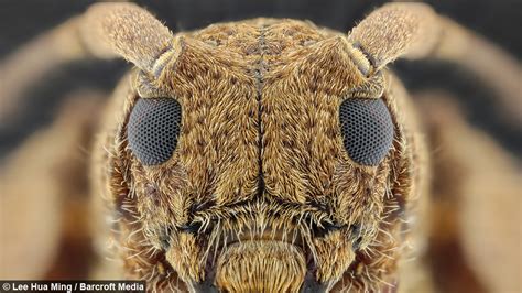 What Bug Eyes You Have Photographer Uses Extreme Close