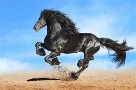 7 Most Expensive Horse Breeds In 2023 With Pictures Pet Keen
