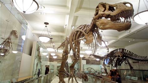Adult Sleepover At American Museum Of Natural History