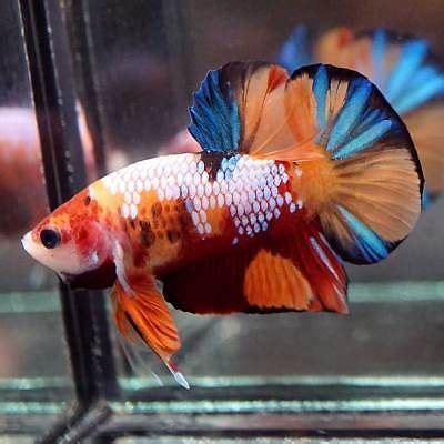 Betta koi nemo, tam the, emerald | betta chia sẻ kinh nghiệmbetta chia sẻ kinh nghiệm. Live-Betta-Fish-Fancy-NEMO-KOI-MULTI-COLOR-GALAXY-Halfmoon ...