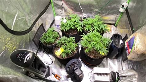 Northern Lights Autoflower Beginner Growing Medical Cannabis Day 35