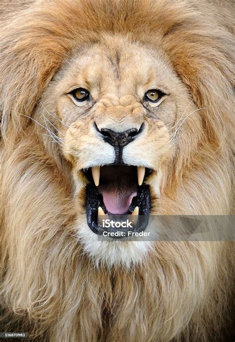Roaring Lion Stock Photo 516870983 Istock
