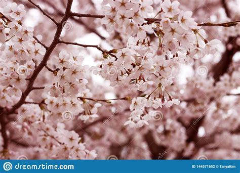 Sakura Branches Against The Blue Sky Spring Background Stock Photo