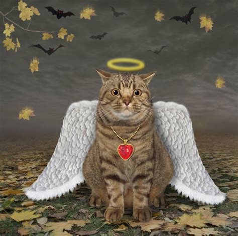 Angel Cat Stock Photos Pictures And Royalty Free Images Istock